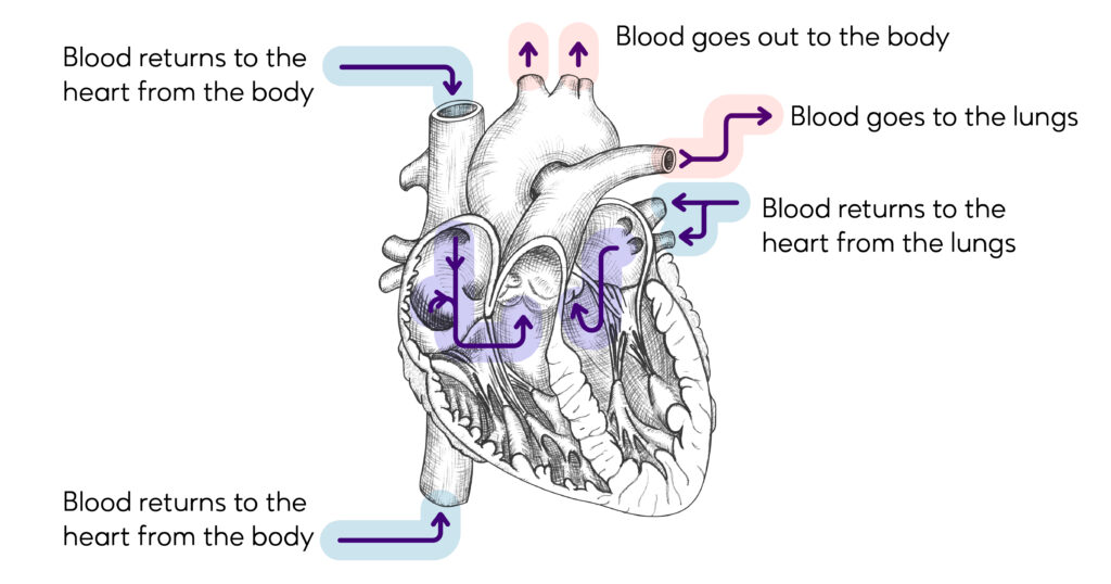 Graphic that illustrates how blood pumps through the heart. Text reads: Blood goes out to the body; Blood goes out to the lungs; Blood returns to the heart from the lungs; Blood returns to the heart from the body; Blood returns to the heart from the body